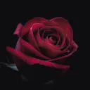 vanityrose_