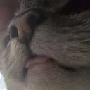 diddlydog97