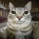 kizzita