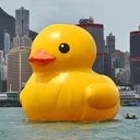 duckisall