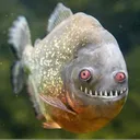 piranha9798