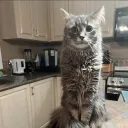cheesegle