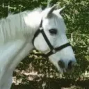 bonemakerbloodstock4432