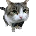 yoyomelvin avatar