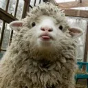 lambchoppe2019