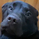 ticklishcowb0y
