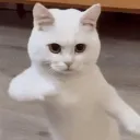 pfp