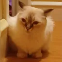 antonyisbwos_