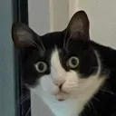 el._.gato
