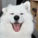 santiccjr