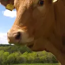 creamycow__