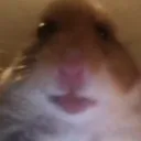 xturtlexp