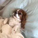 kappy_mu