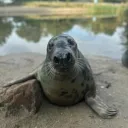 sven.0416