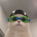 pusi