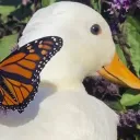 senseduck