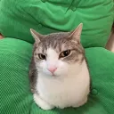 curiouscat3939