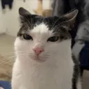 angrycat9999