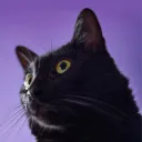 mr.cryingcat
