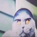 gokcum
