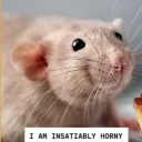 horny_rat