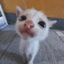 mewraph