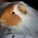 touqui