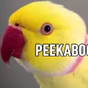 peekabo9747
