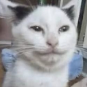 avatar pvtrys