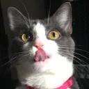 bor.dan