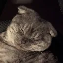 imdinnercat