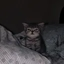 demtil