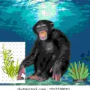 seamonkee