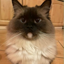 Discord Avatar