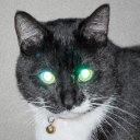 Lanius