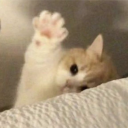 avatar aisha.
