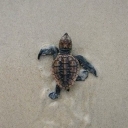 avatar 𝒊𝒛𝒛𝒚