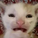 gaspar_1