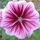 nellie2293