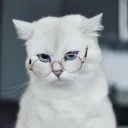 _iwhite