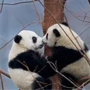 pandaboy5118
