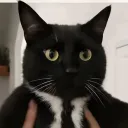 bdgx