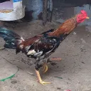 wswxzx