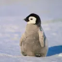 sebu00