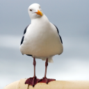 Seagull