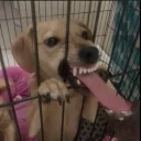 caydenwp