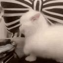 sillykittylover