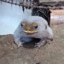 mixamega