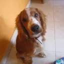alicito20