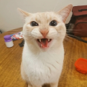 Discord Avatar